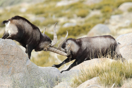 西班牙 ibex 季节