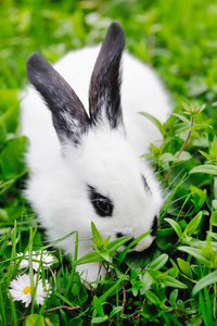 宝贝白兔子在草地上