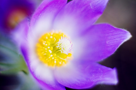 白头翁的紫罗兰花