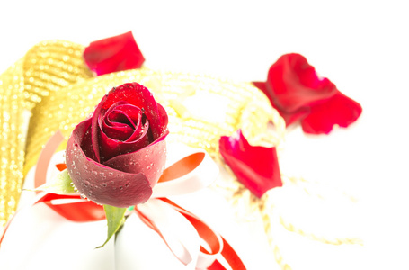 在白色的背景下，情人节背景的红玫瑰