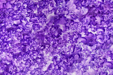 植丁香花属，丁香花，紫丁香丁香紫，淡紫色