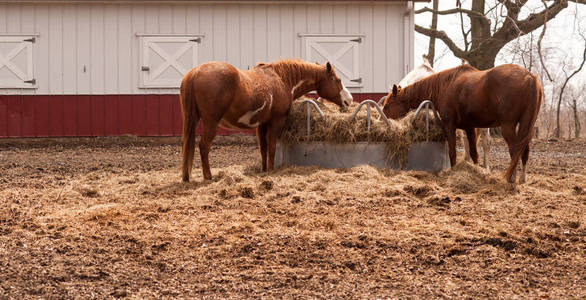 牧场的围场饲料圈牲畜马喂养流浪干草