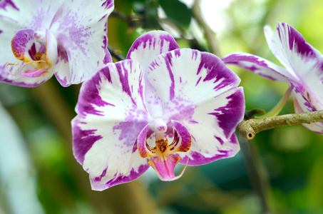 紫色兰花花 选择性焦点和浅景深