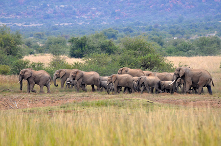 大象。南非