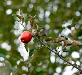 红秋苹果