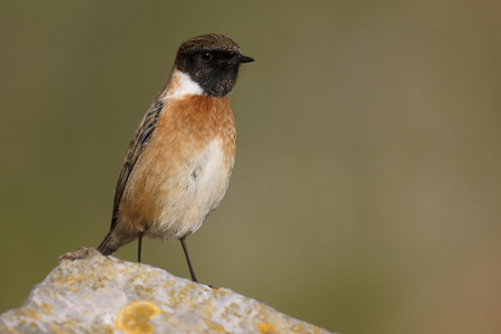 stonechat，该岩黄连