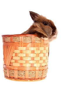 兔子在篮子里。