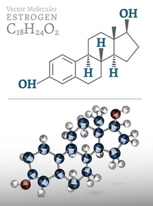 雌激素的分子图像