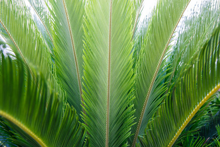 棕榈叶纹理背景