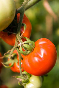 番茄生长发育