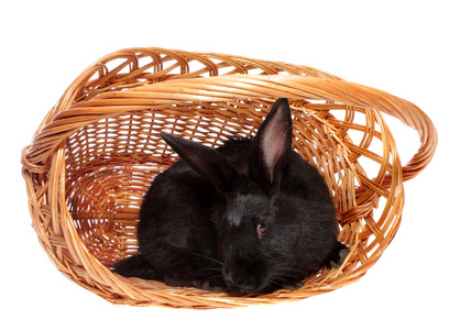 兔子在篮子里。