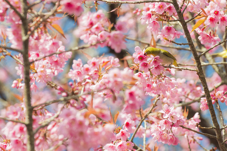 樱花花或樱花