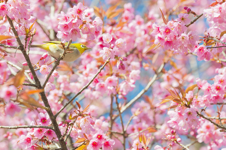 樱花花或樱花