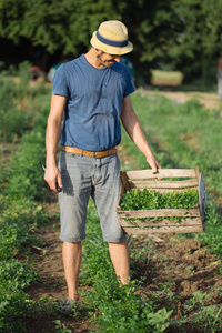 年轻的农夫站在田野和捧着木盒子与欧芹植物