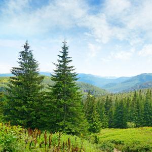 美丽的松树在背景高山上