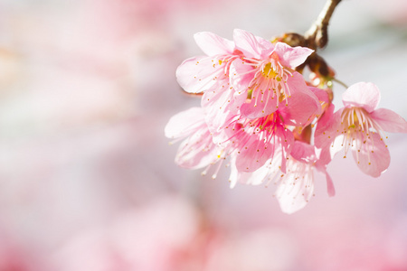 樱花花或樱花