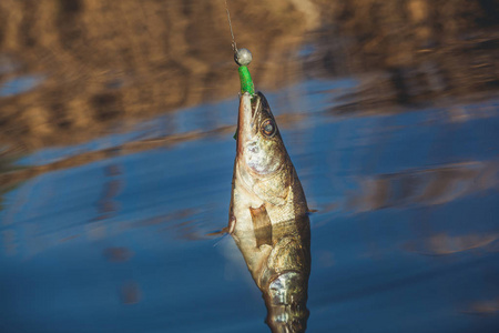 ish Zander 抓钩上