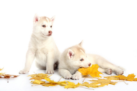 小狗，幼犬 浅薄自负的年轻男子 狂妄自大的小伙子，呆笨的花花公子 美俚脚