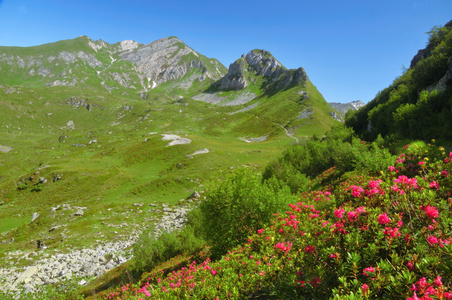 高山景观与杜鹃