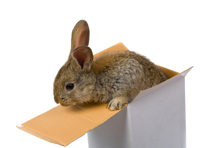 灰兔从盒子里爬出来