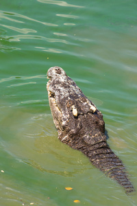 一条鳄鱼在水中的头