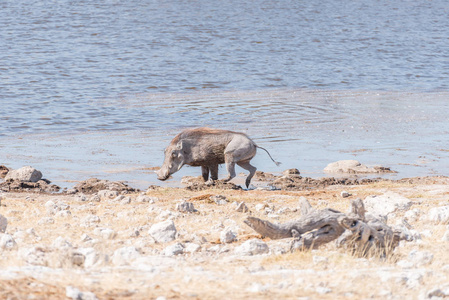 疣猪，Phacochoerus 非洲，在水坑