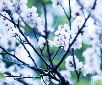 春天的花朵