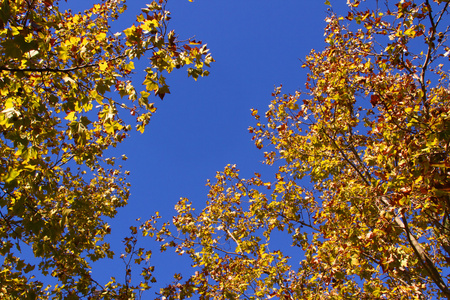 平面树的秋叶