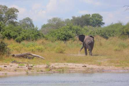 年轻的大象在奥卡万戈河