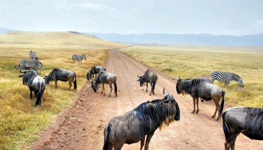 在东部非洲的角马大迁徙