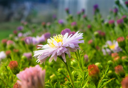 花不