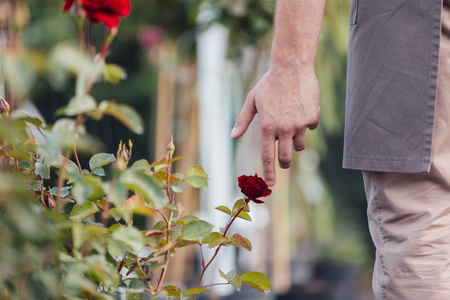 触摸红玫瑰花园里的男人