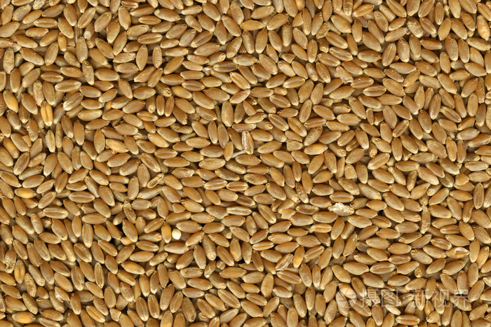 硬红冬小麦籽粒