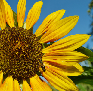 美丽明亮的向日葵蜜蜂