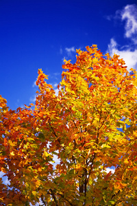 彩色秋树