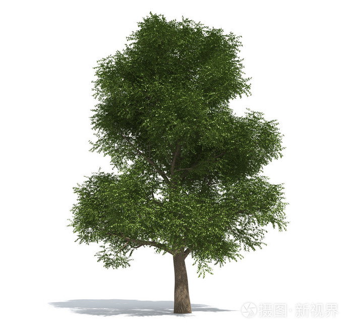 elm tree