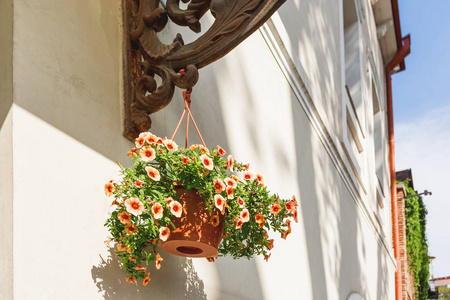 矮牵牛的盆栽的花卉。街头装饰的植物和艳丽的花朵。第比利斯，格鲁吉亚