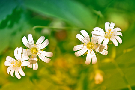 夏季景观背景上的白色明亮雏菊花