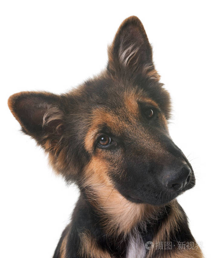 小狗德国牧羊犬