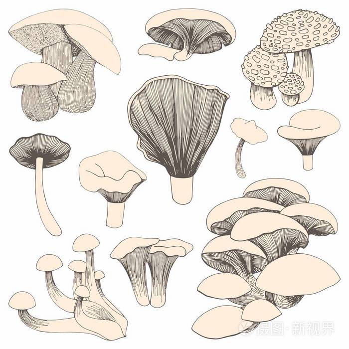 蘑菇.手绘图.一组矢量插图的设计和装饰