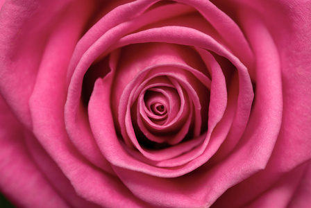 玫瑰 粉红色 蔷薇花 粉红色的葡萄酒