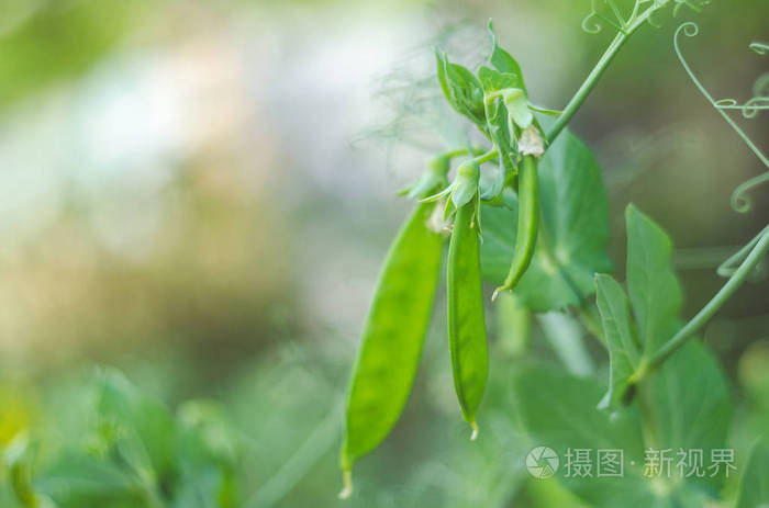 青豌豆荚生长在花园里