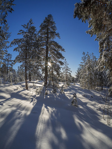 在冬天的森林图片