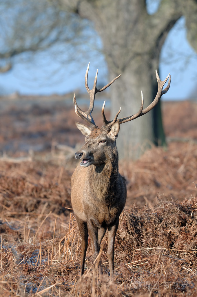 Fawn照片-正版商用图片00spxc-摄图新视界