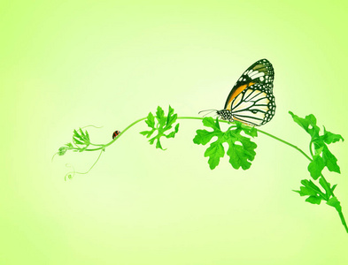 绿色的蝴蝶和瓢虫绿色爬行植物