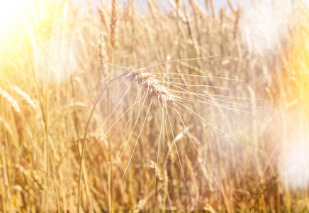 一片麦田。金黄的麦穗特写的耳朵。美丽的自然乡村风景，在明亮的阳光下