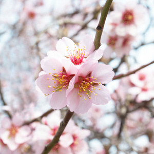 杏仁树粉红色的花。