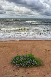 在风暴的沙质海滩上的花
