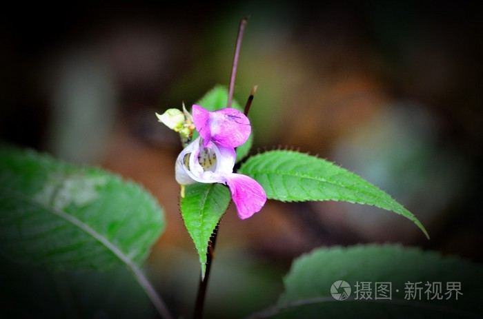 威亚照片-正版商用图片00tjf7-摄图新视界