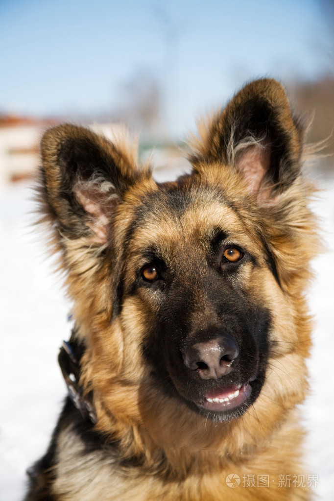 Pappy of german shepherd dog